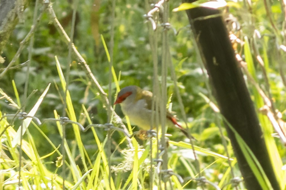Red-browed Firetail - ML645882511