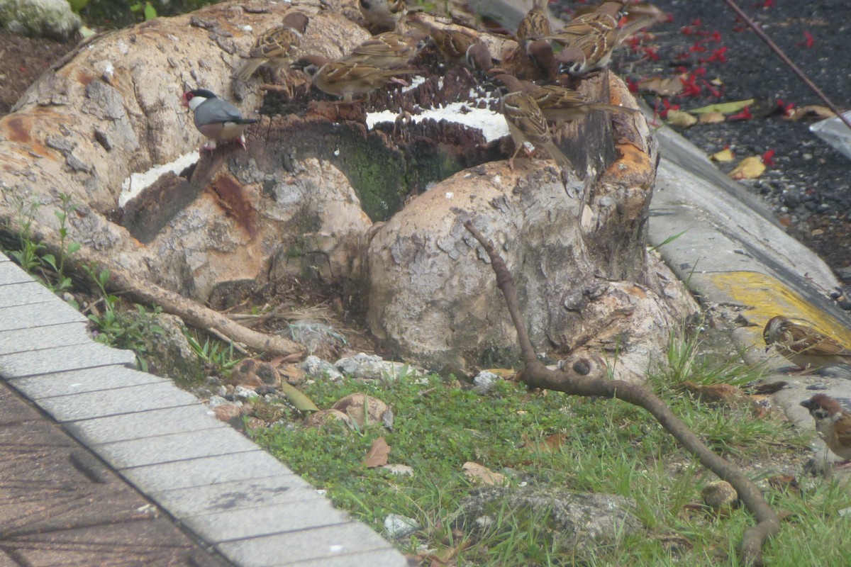 Рисівка яванська - ML645882512