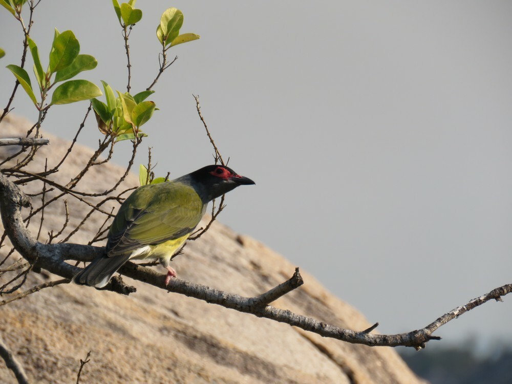 Телюга австралійська - ML645882513
