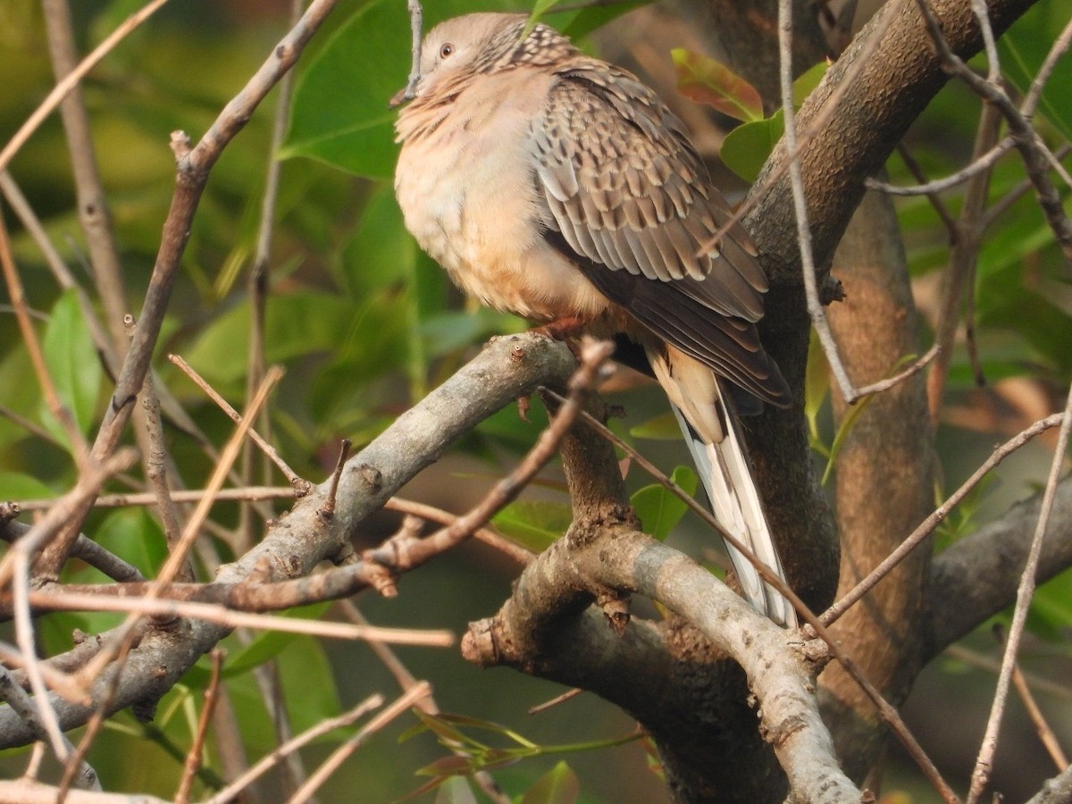 Горлиця китайська - ML645882514