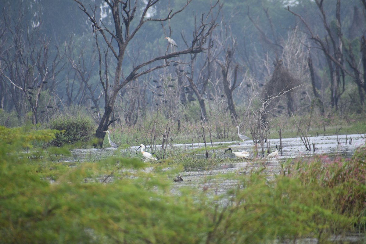 Косар білий - ML645882515