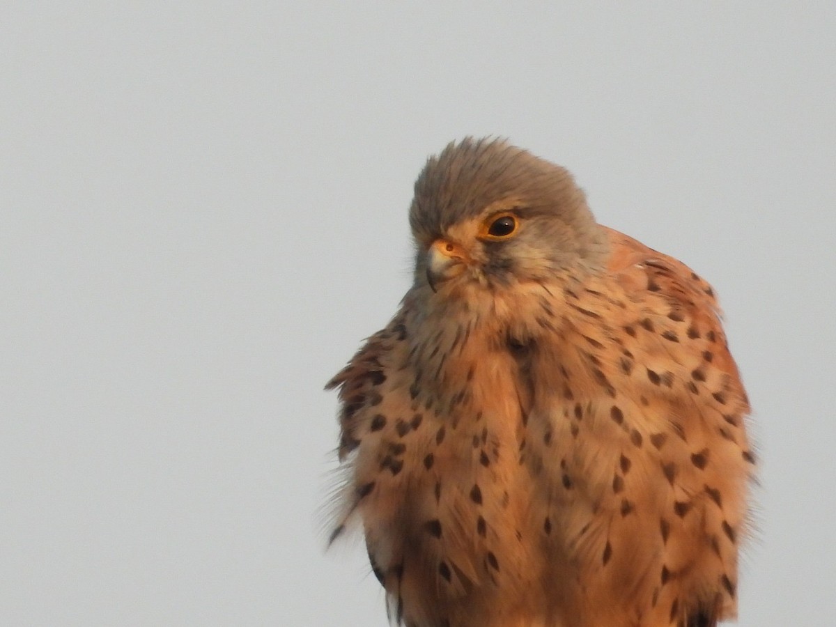 Боривітер звичайний - ML645882516