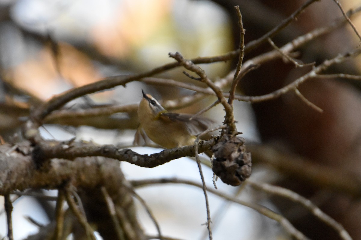 Золотомушка червоночуба - ML645882519