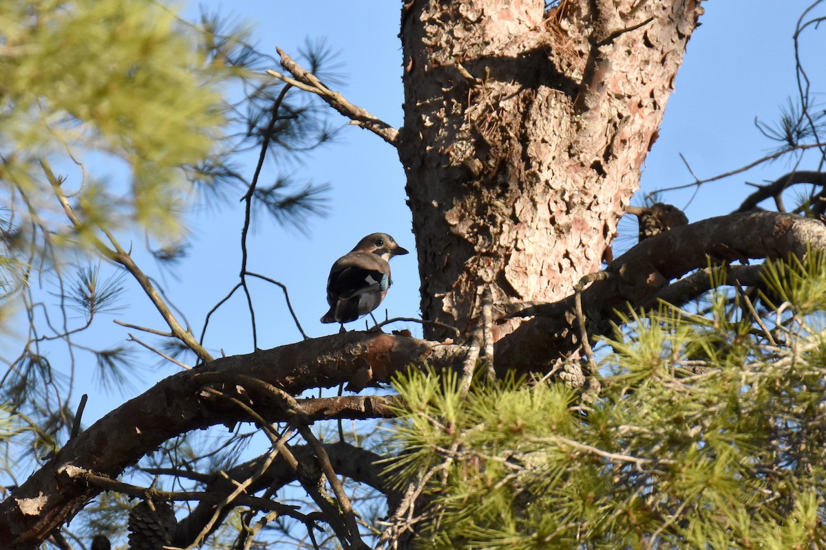 Сойка звичайна - ML645882520