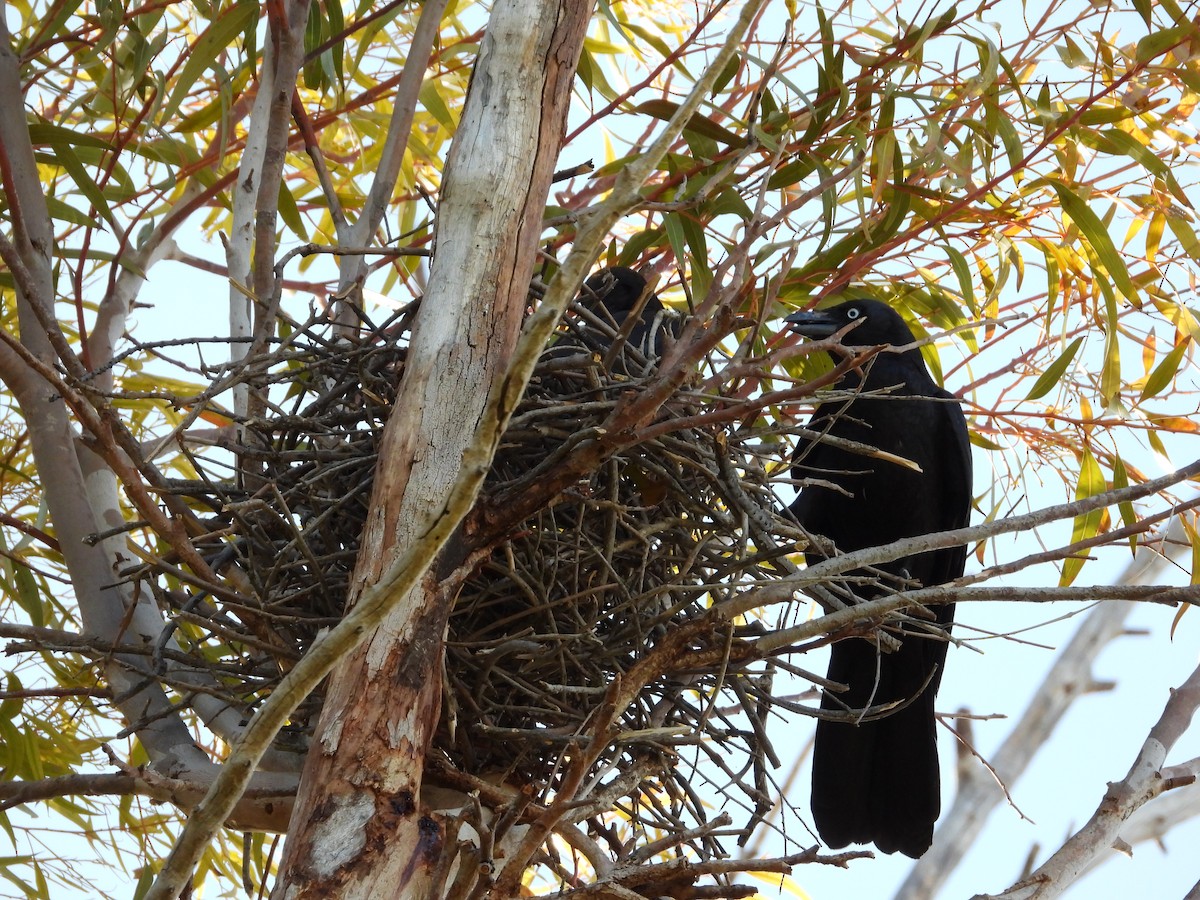 Ворона мала - ML645882521
