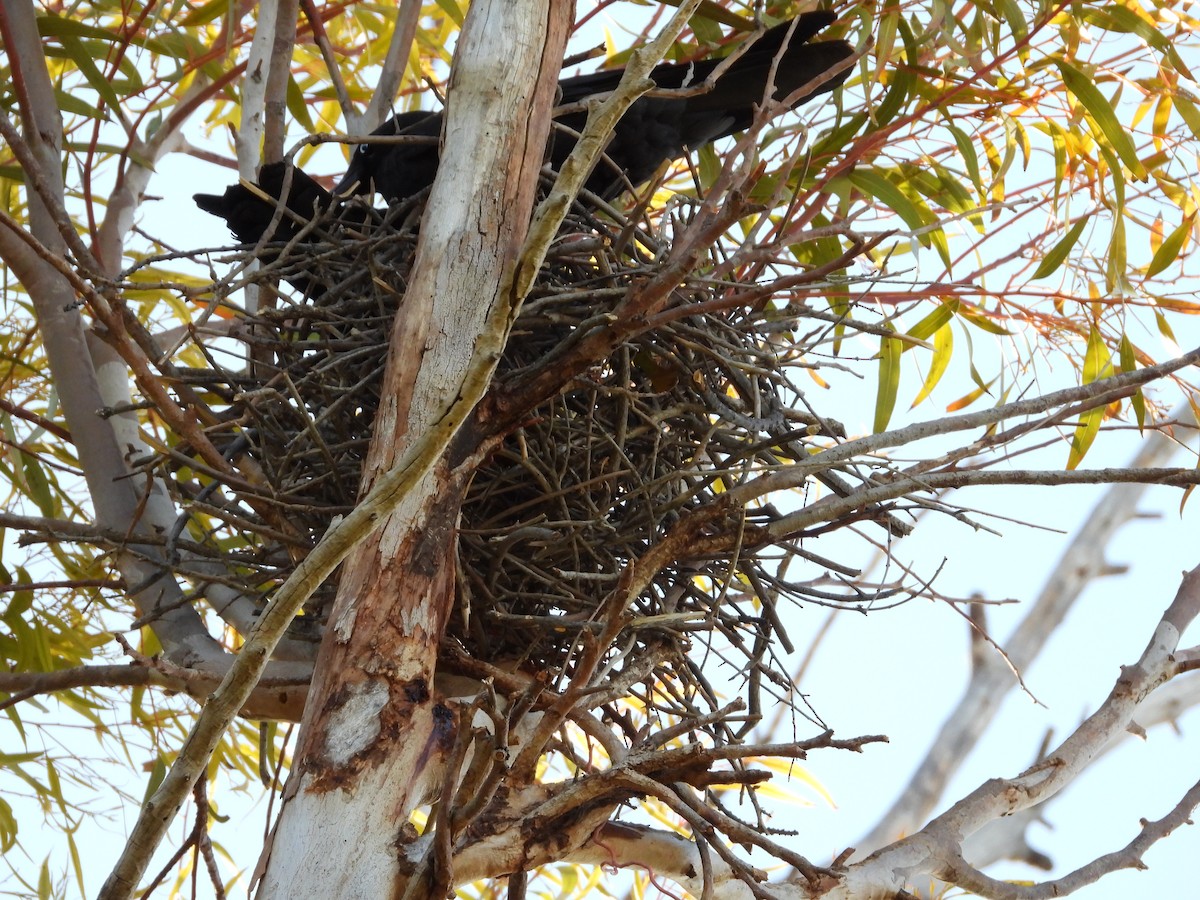 Ворона мала - ML645882523