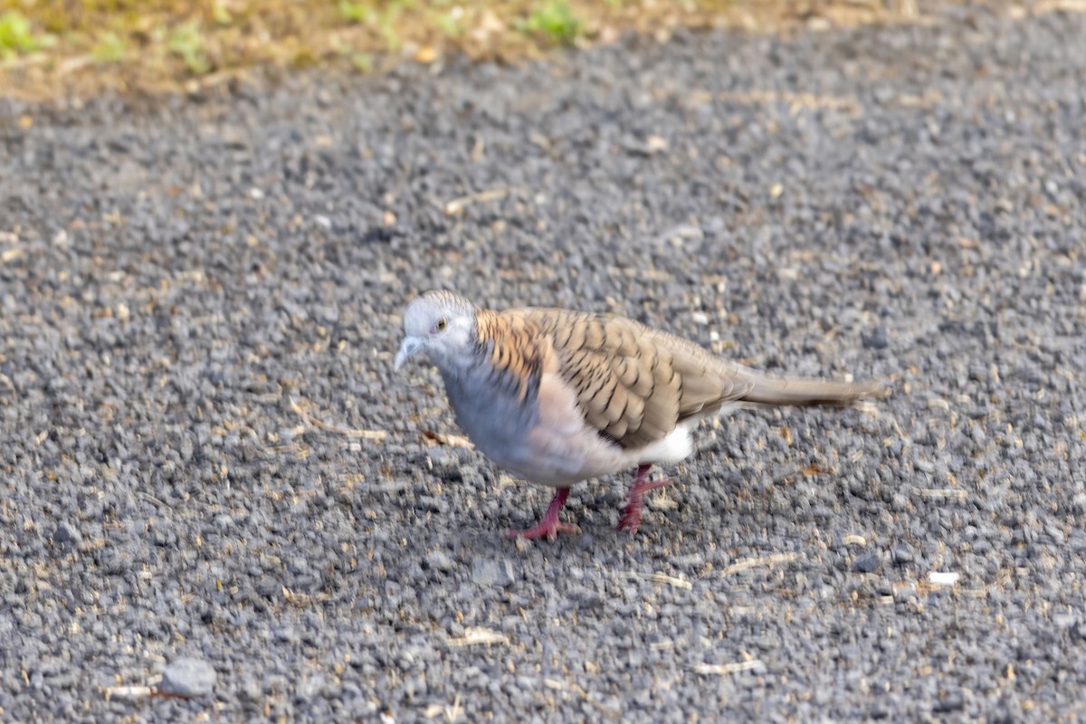 Горлиця бронзовошия - ML645882524