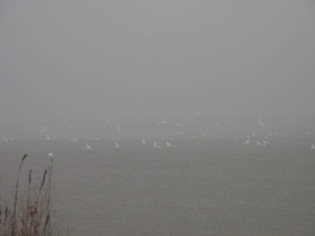 Мартин делаверський - ML645882525