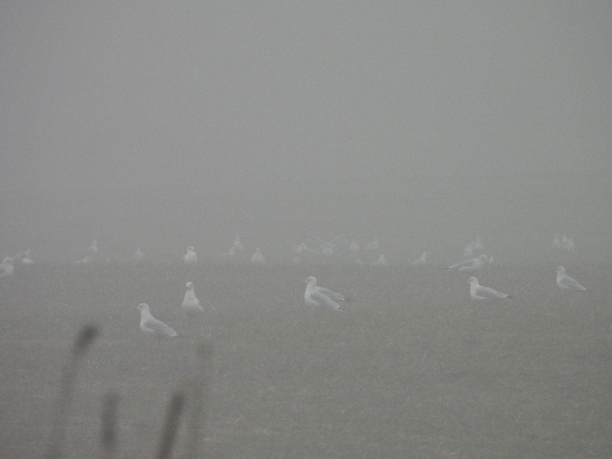 Мартин делаверський - ML645882526