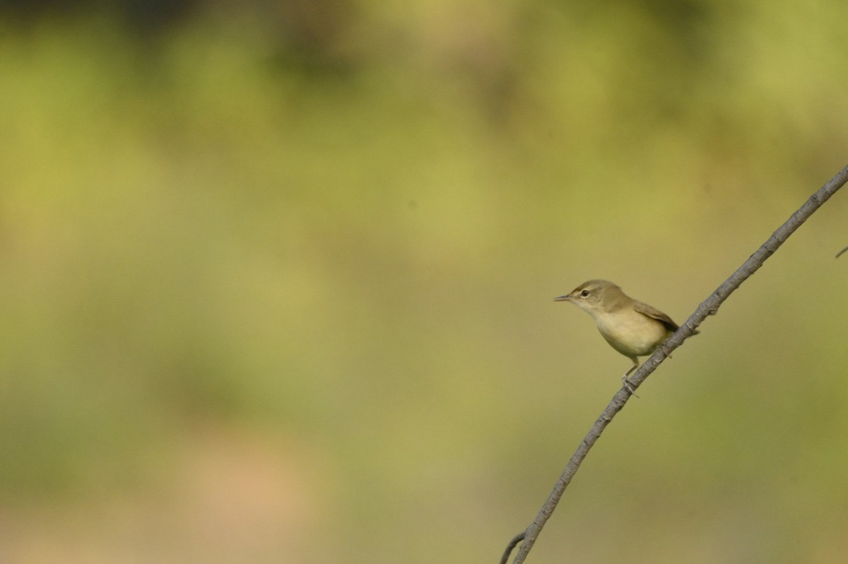 Очеретянка садова - ML645882528