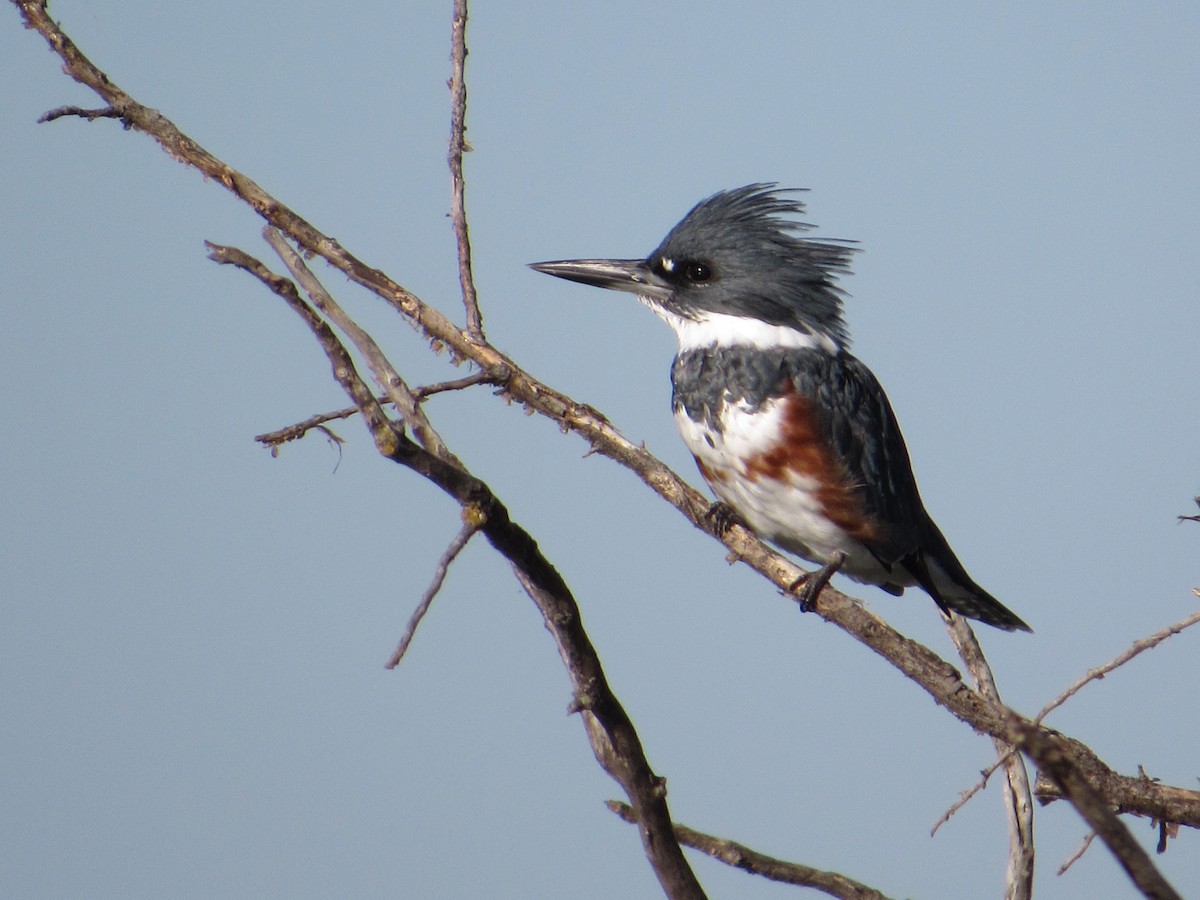 Рибалочка-чубань північний - ML645882530