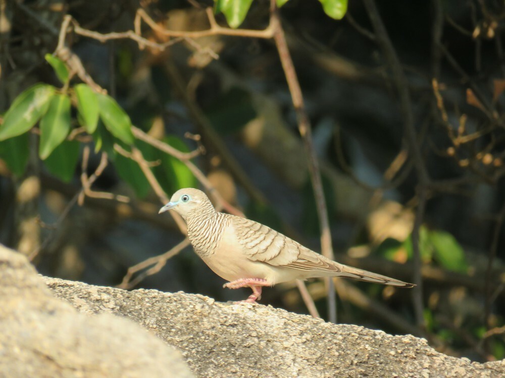 Горлиця австралійська - ML645882532