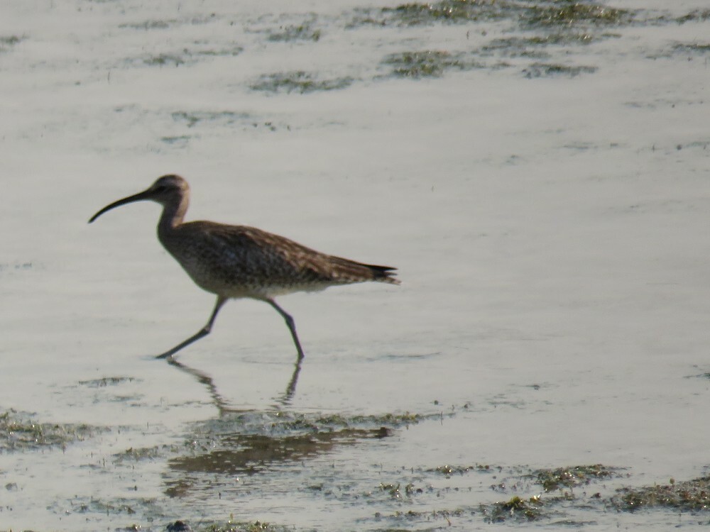 Кульон середній - ML645882534
