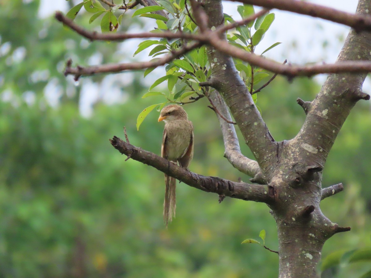 Сорокопуд жовтодзьобий - ML645882535