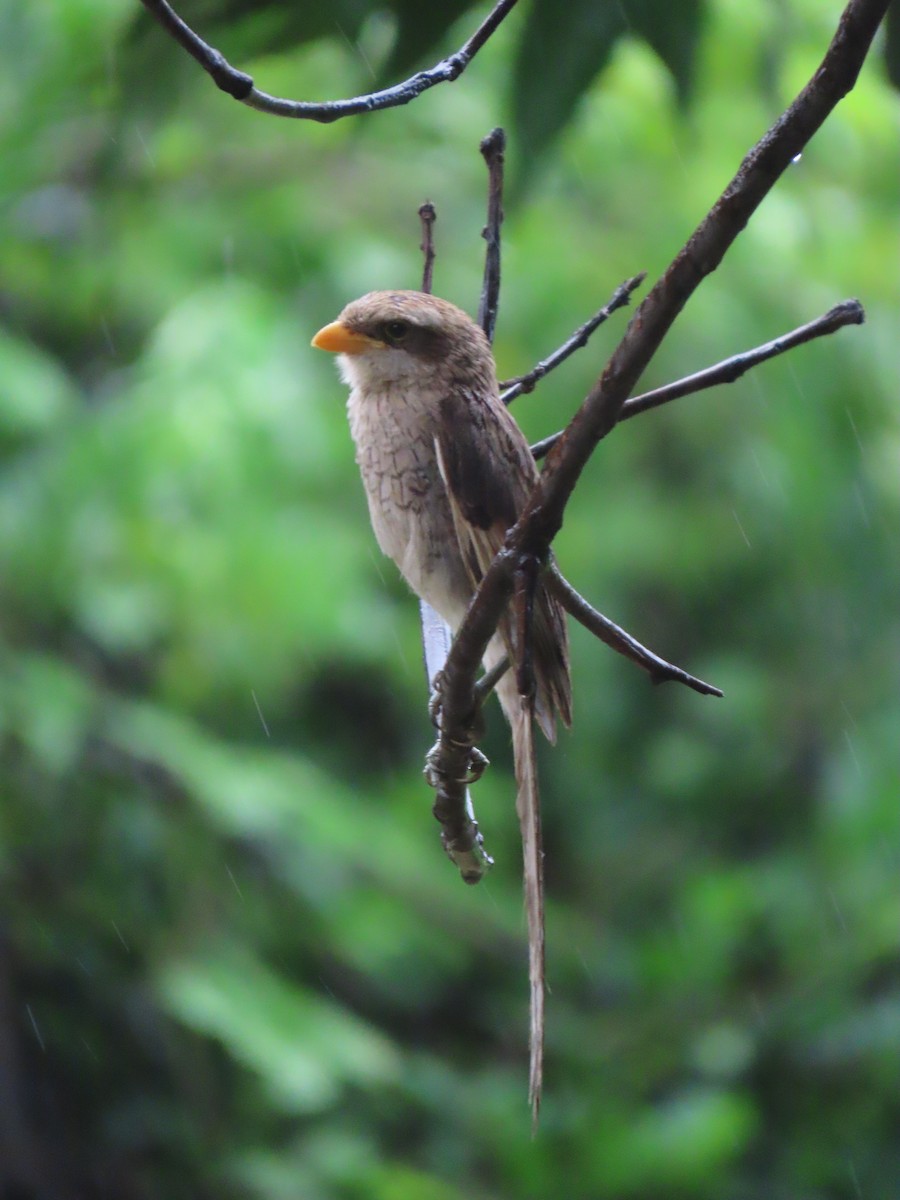 Сорокопуд жовтодзьобий - ML645882536