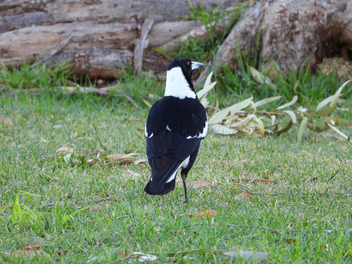 Сорочиця велика - ML645882538