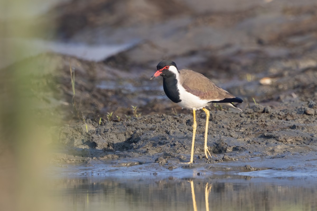 Чайка індійська - ML645882539