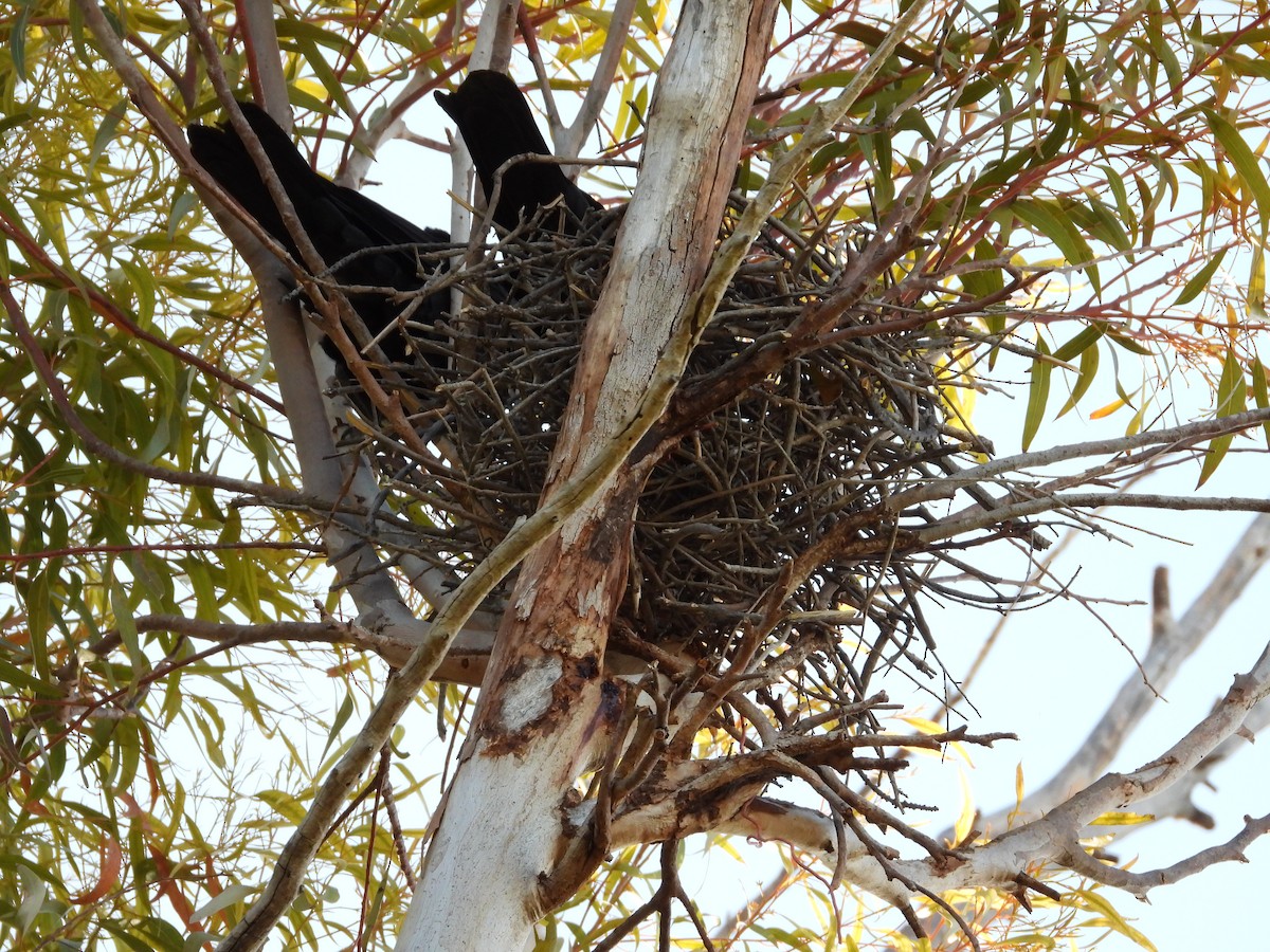 Ворона мала - ML645882540