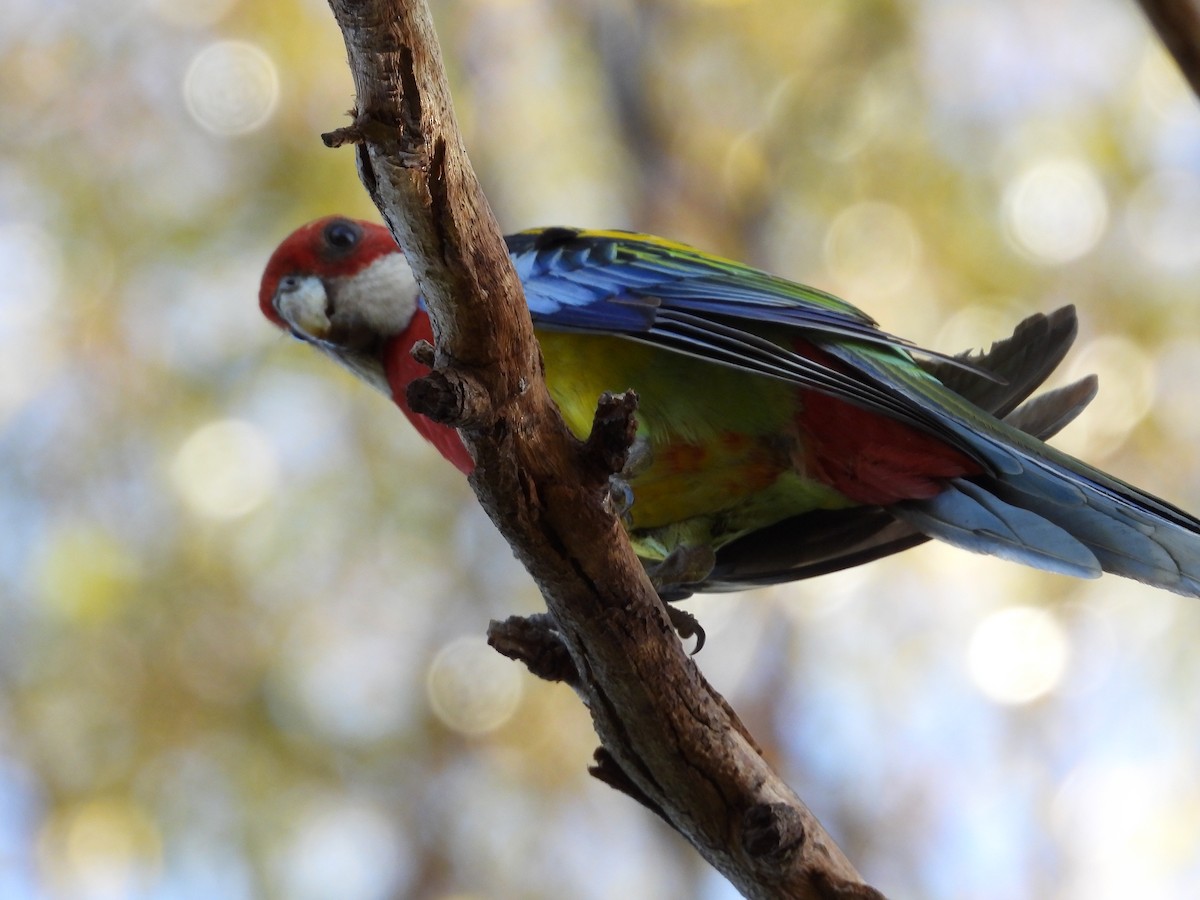 Розела білогорла - ML645882541