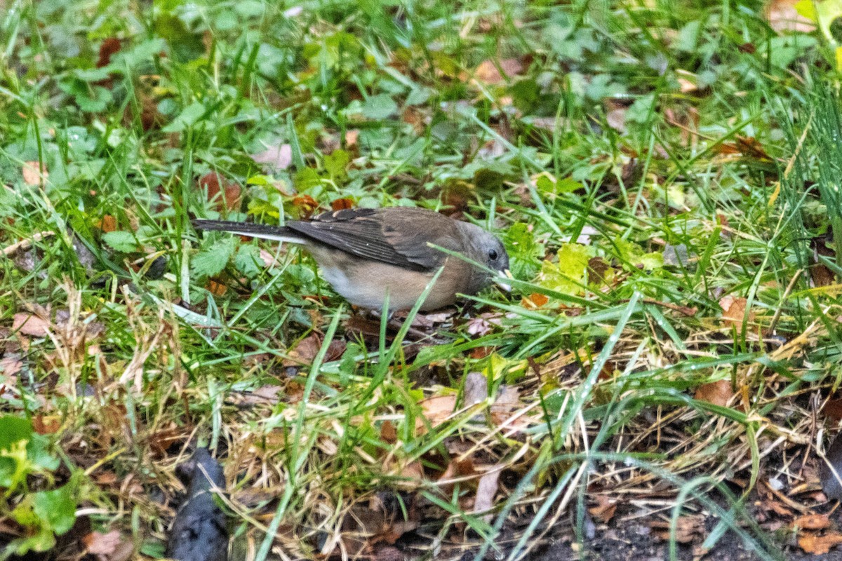 Юнко сірий - ML645882542