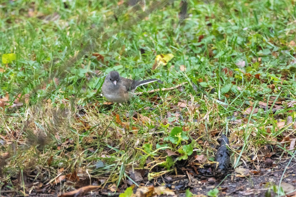 Юнко сірий - ML645882543