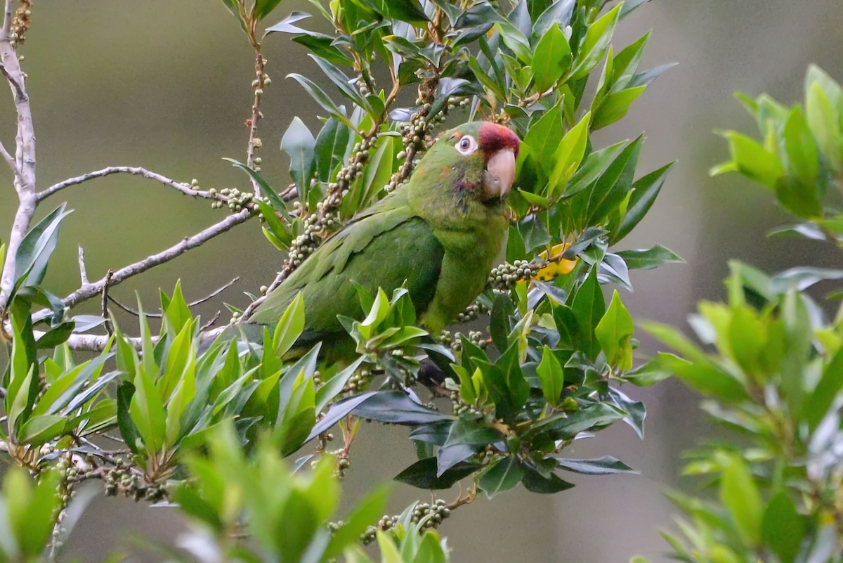 Аратинга червонолобий - ML645882544