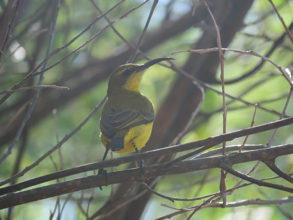 Sahul Sunbird - ML645882545