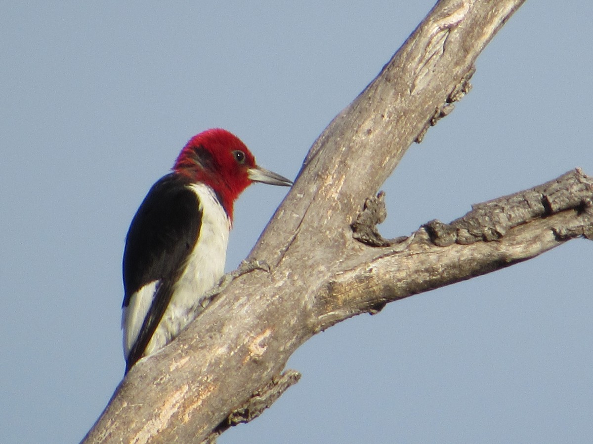 Гіла червоноголова - ML645882548