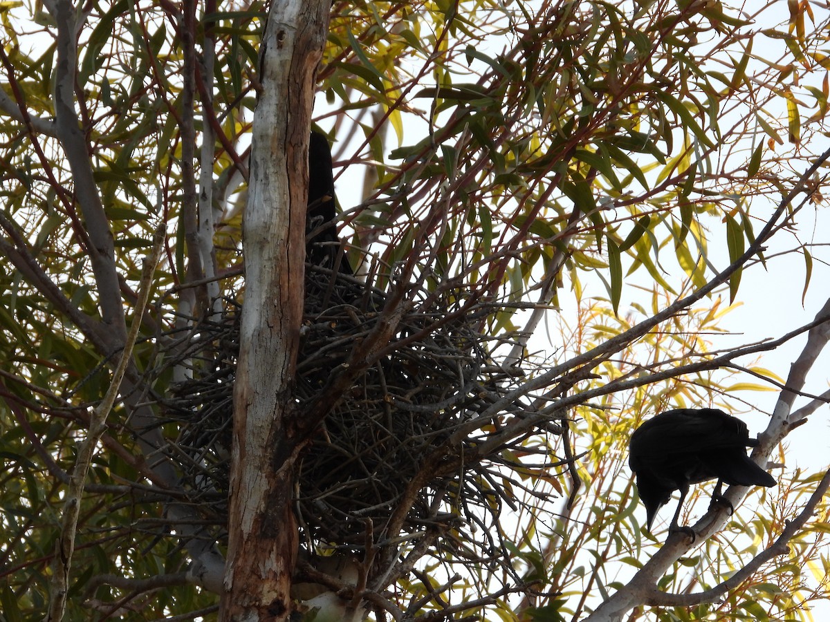 Ворона мала - ML645882549