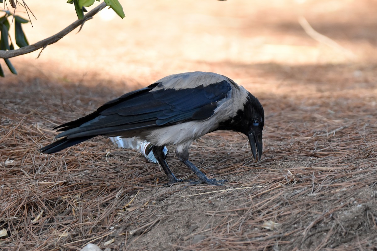 Ворона сіра - ML645882550