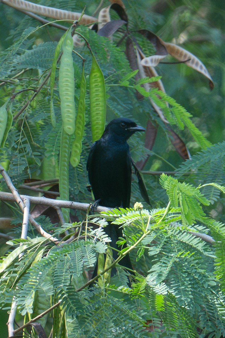 Дронго чорний - ML645882551