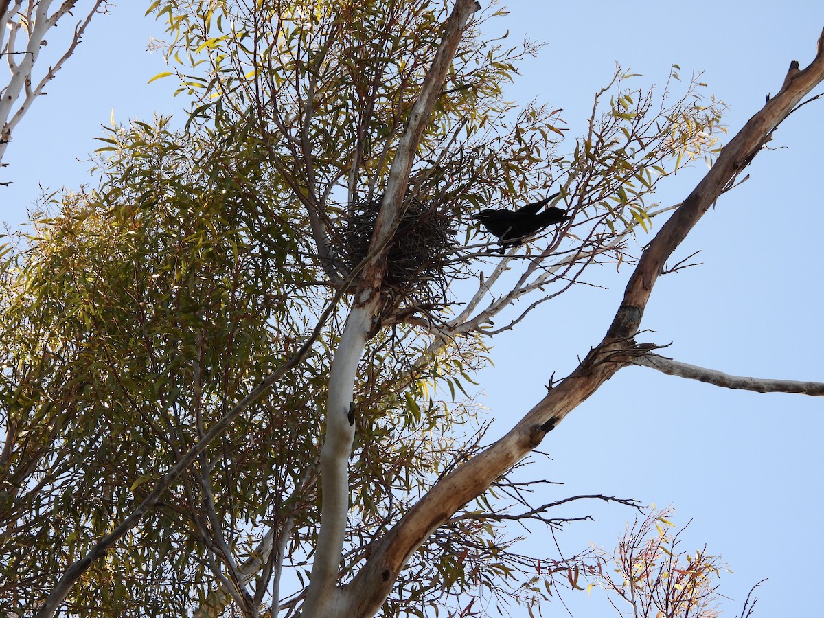Ворона мала - ML645882552