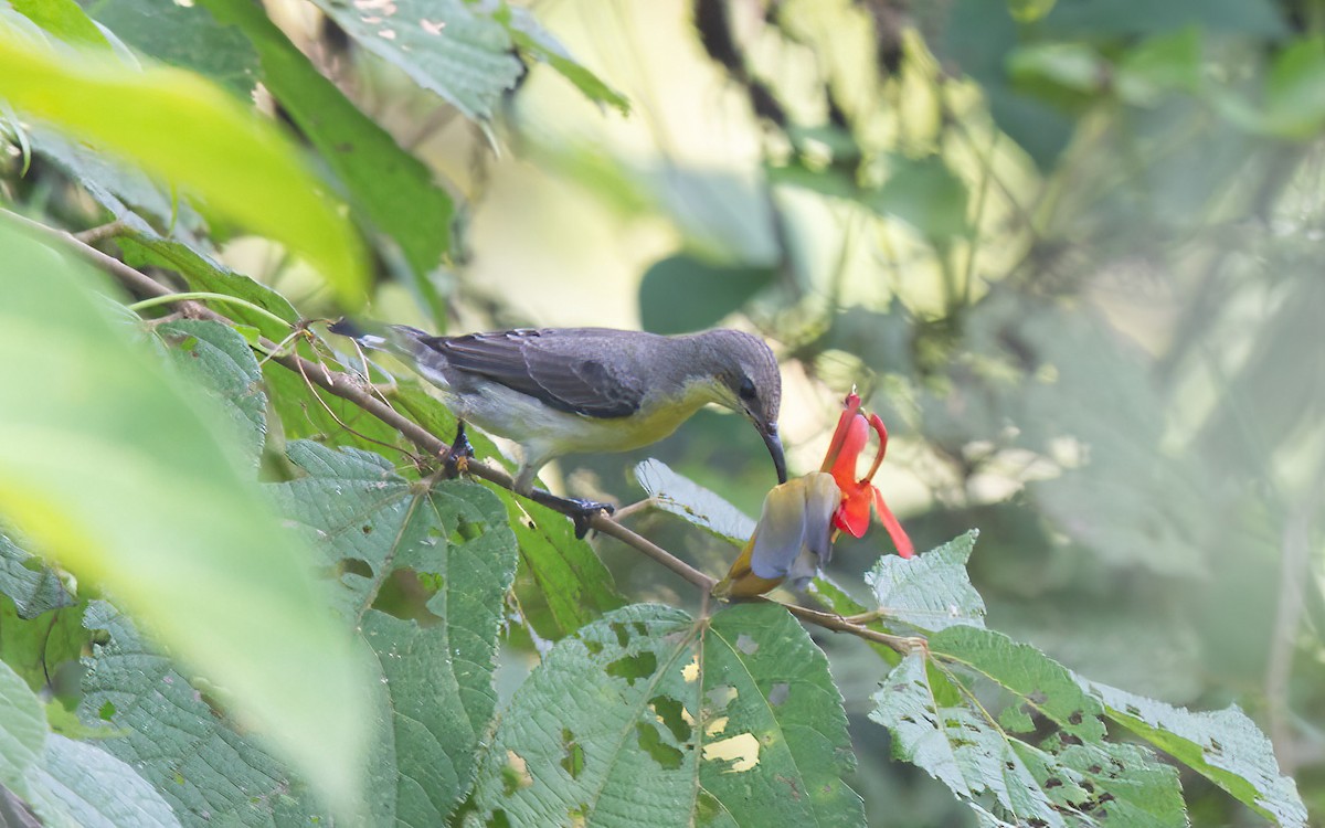 Маріка пурпурова - ML645882553