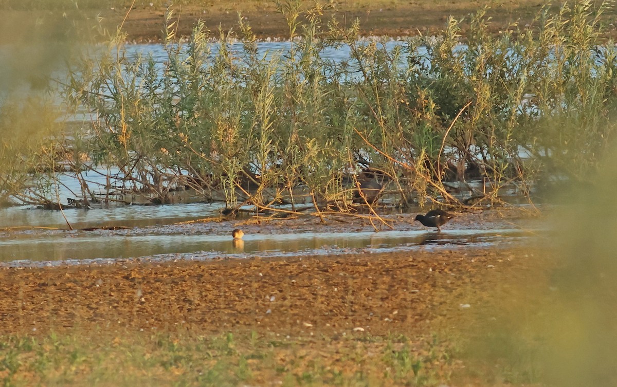 Брижач - ML645882554