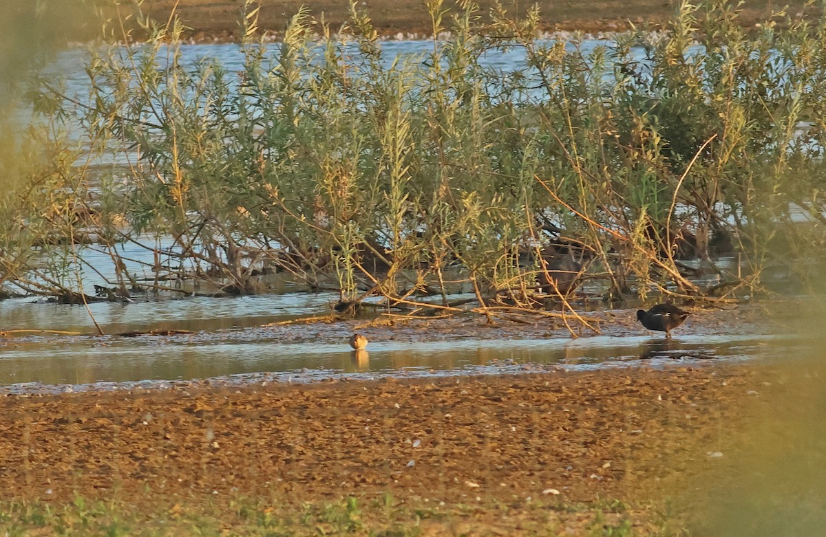 Брижач - ML645882555