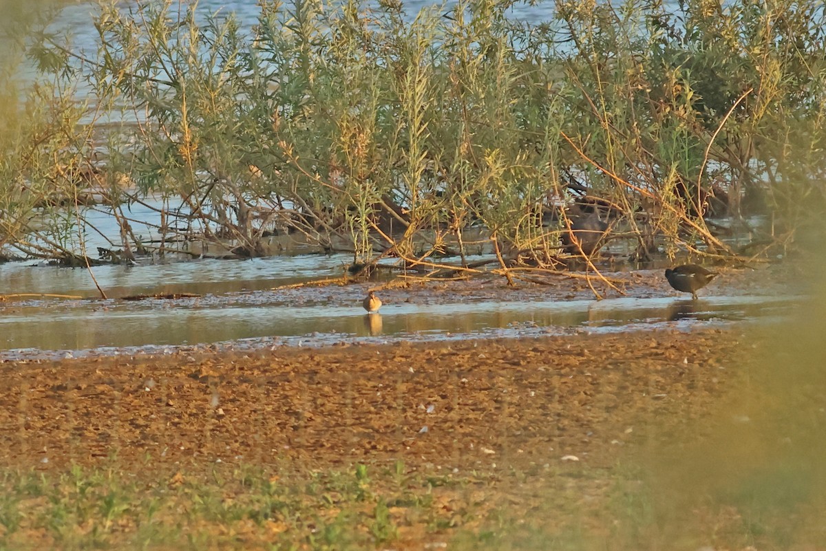 Брижач - ML645882556