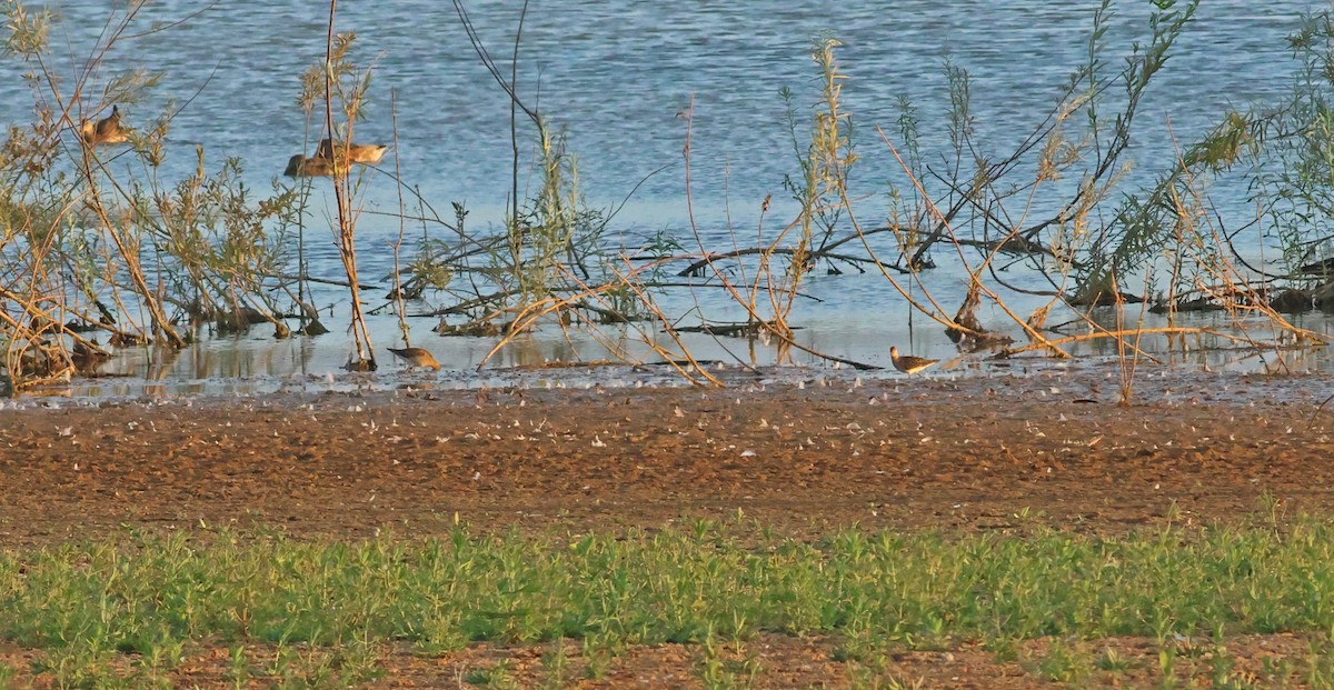 Брижач - ML645882557