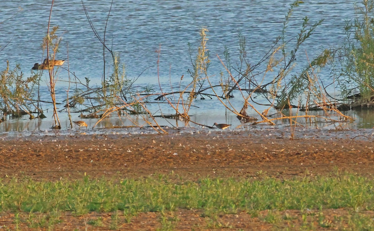 Брижач - ML645882558