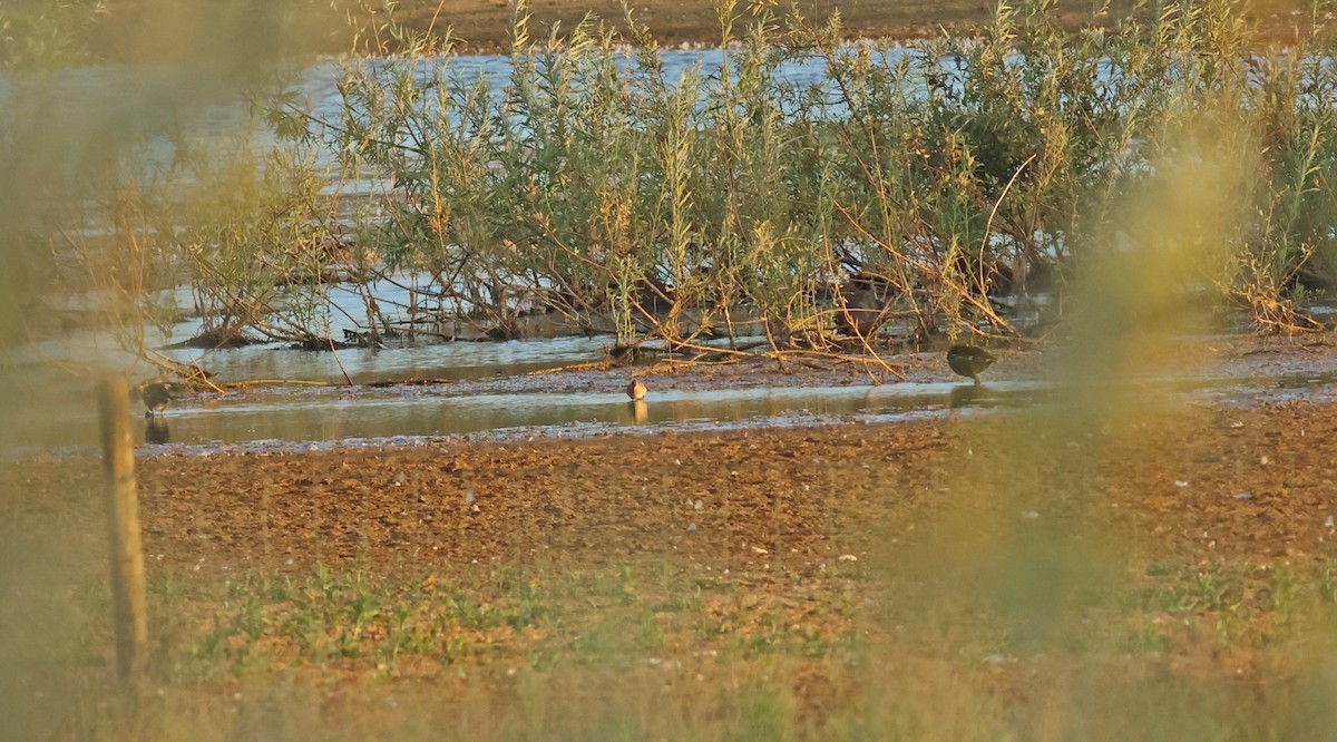 Брижач - ML645882559