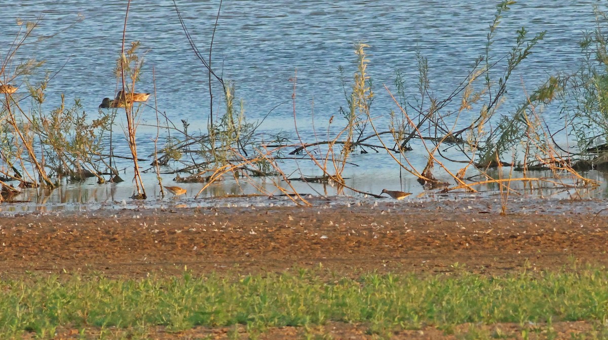 Брижач - ML645882560