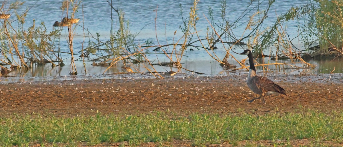 Брижач - ML645882561