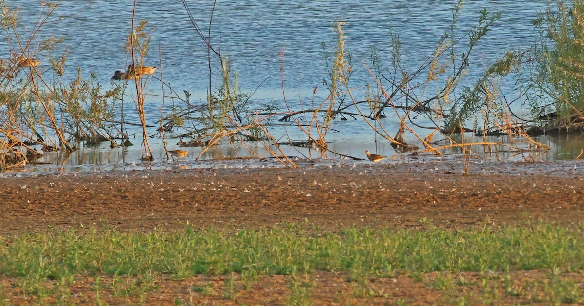 Брижач - ML645882562