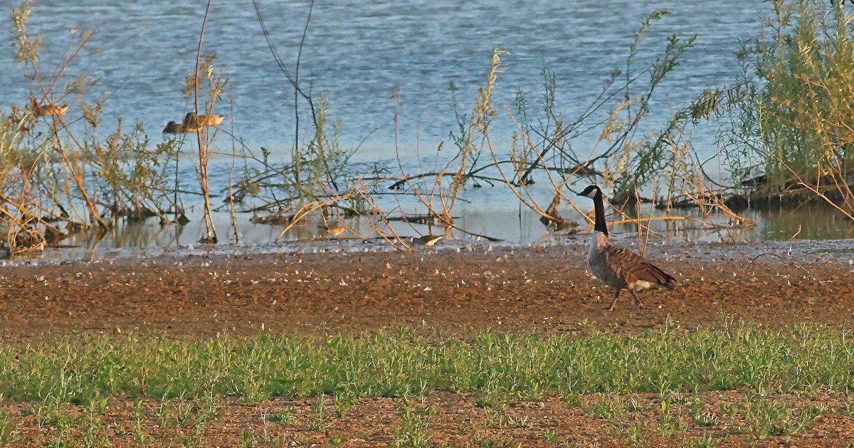 Брижач - ML645882563