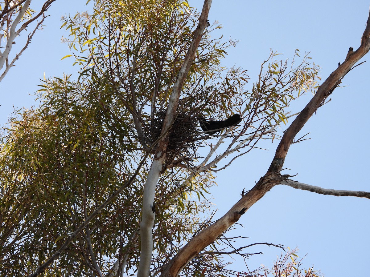 Ворона мала - ML645882564