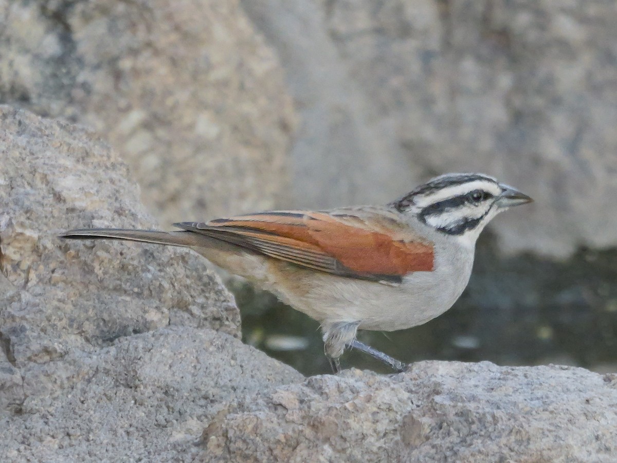 Вівсянка капська - ML645882565