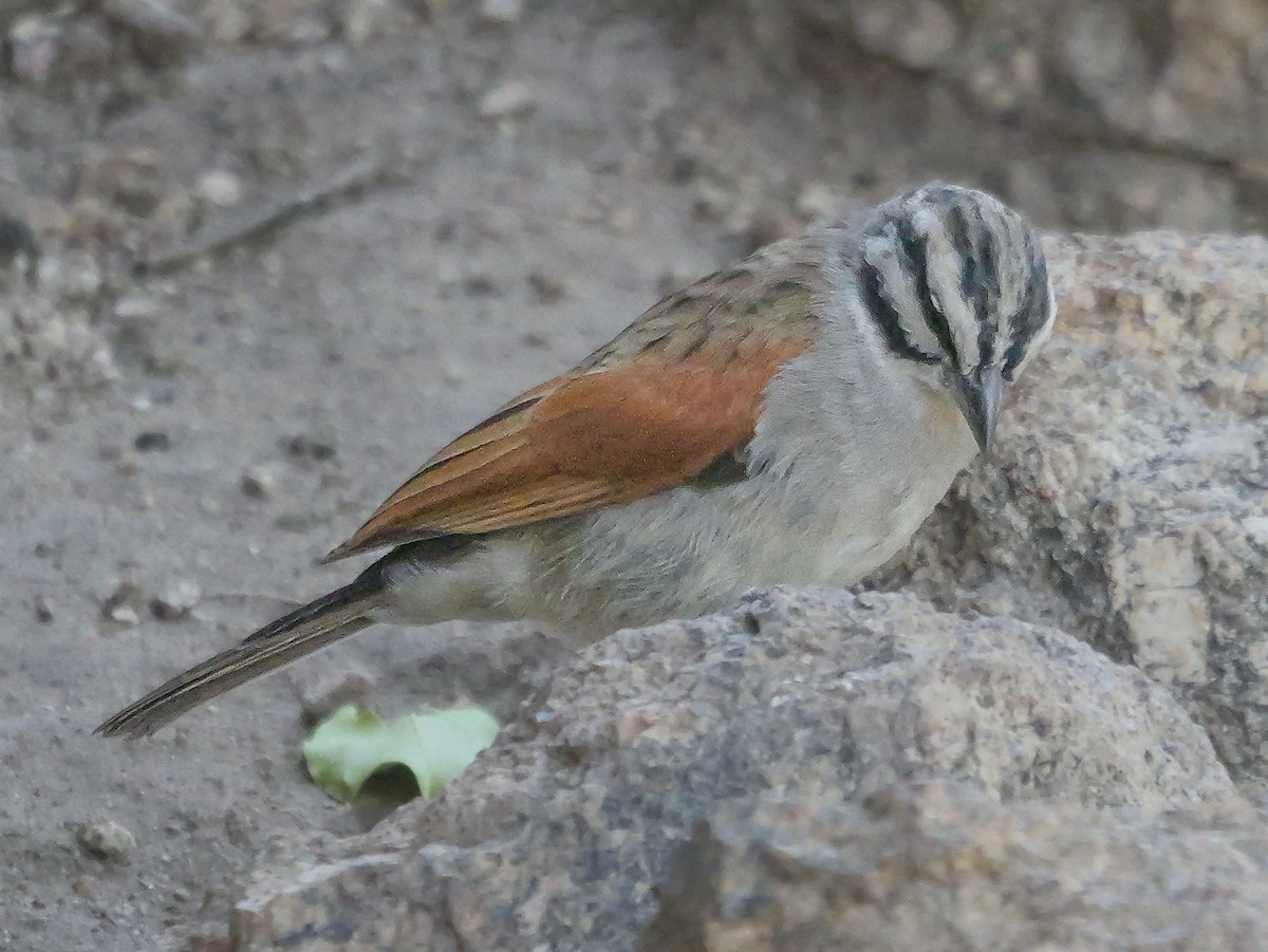 Вівсянка капська - ML645882566