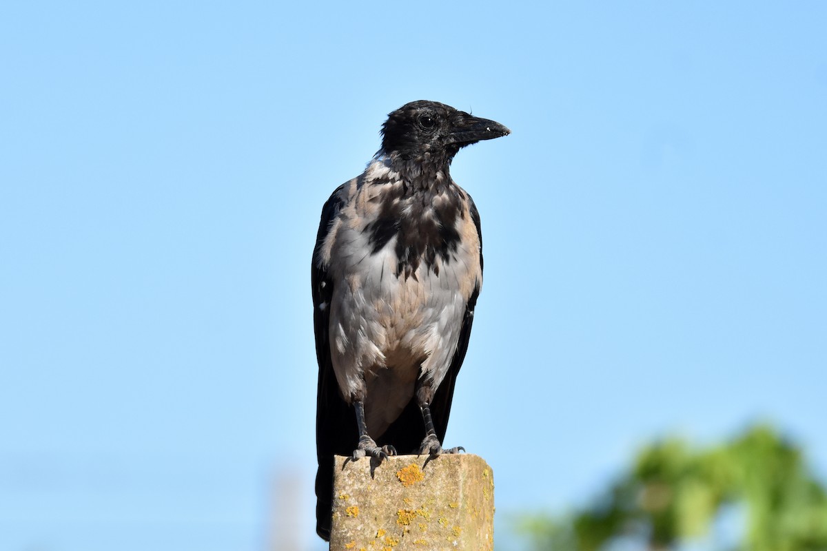 Ворона сіра - ML645882567