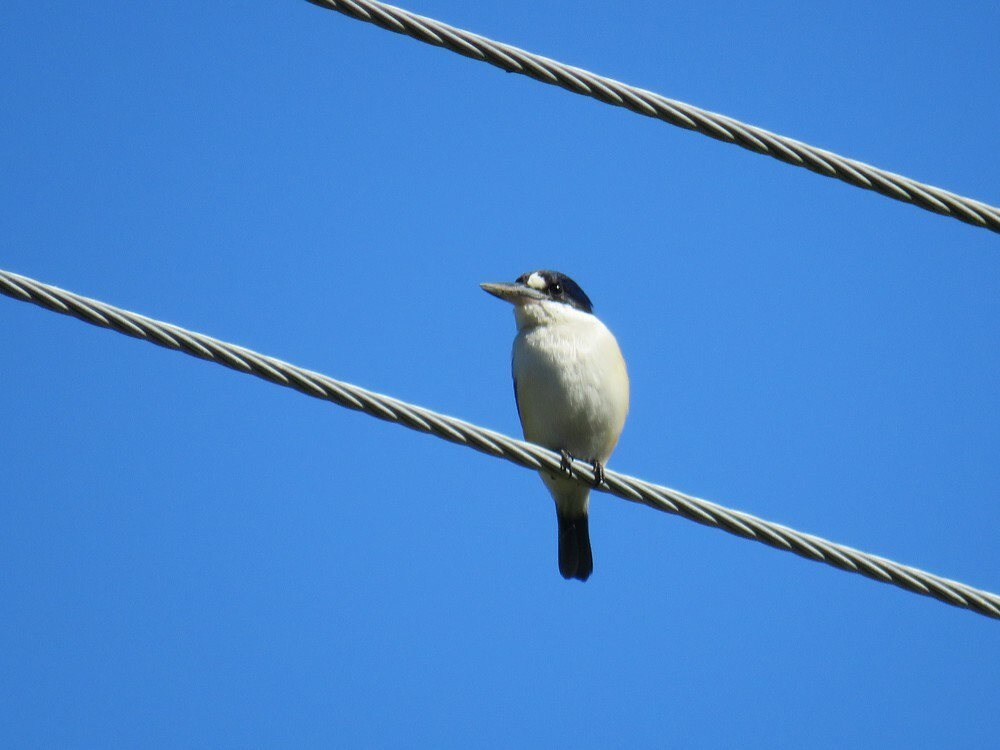 Forest Kingfisher - ML645882568