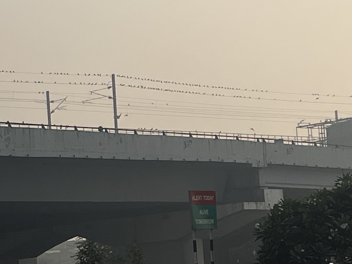 Piccione domestico - ML645882571