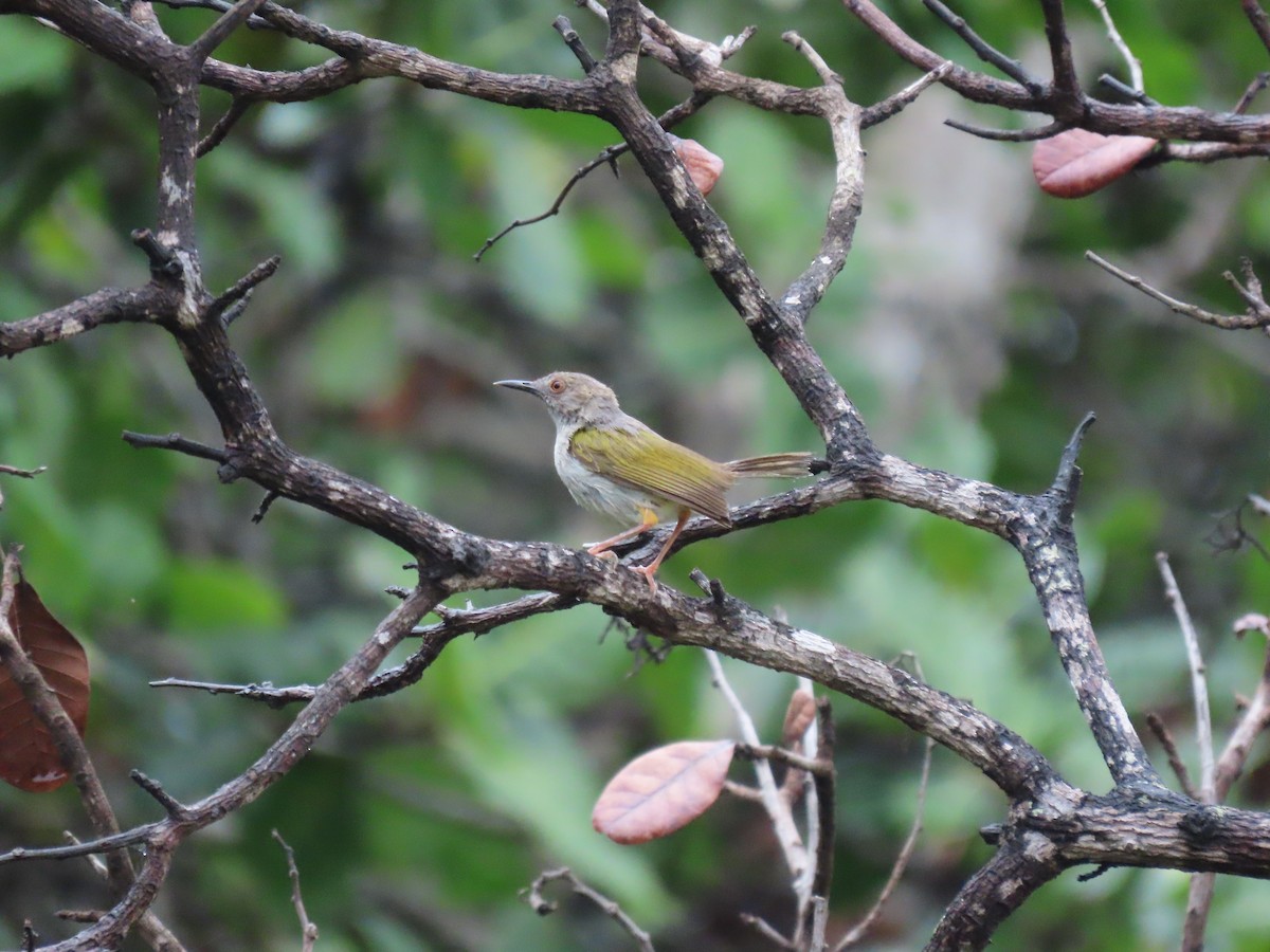 pěnicovec krátkoocasý - ML645882583